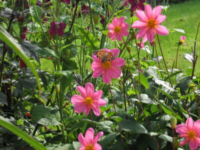 dahlia