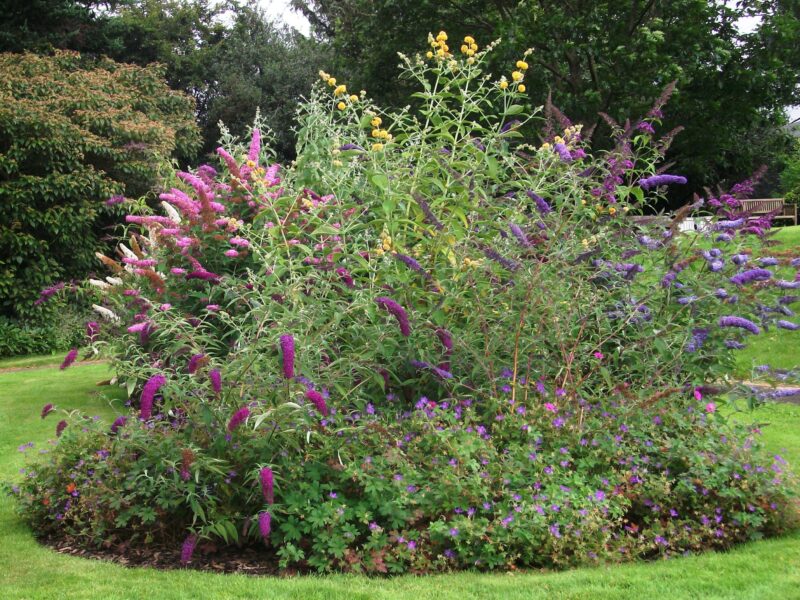 Buddleia Bed